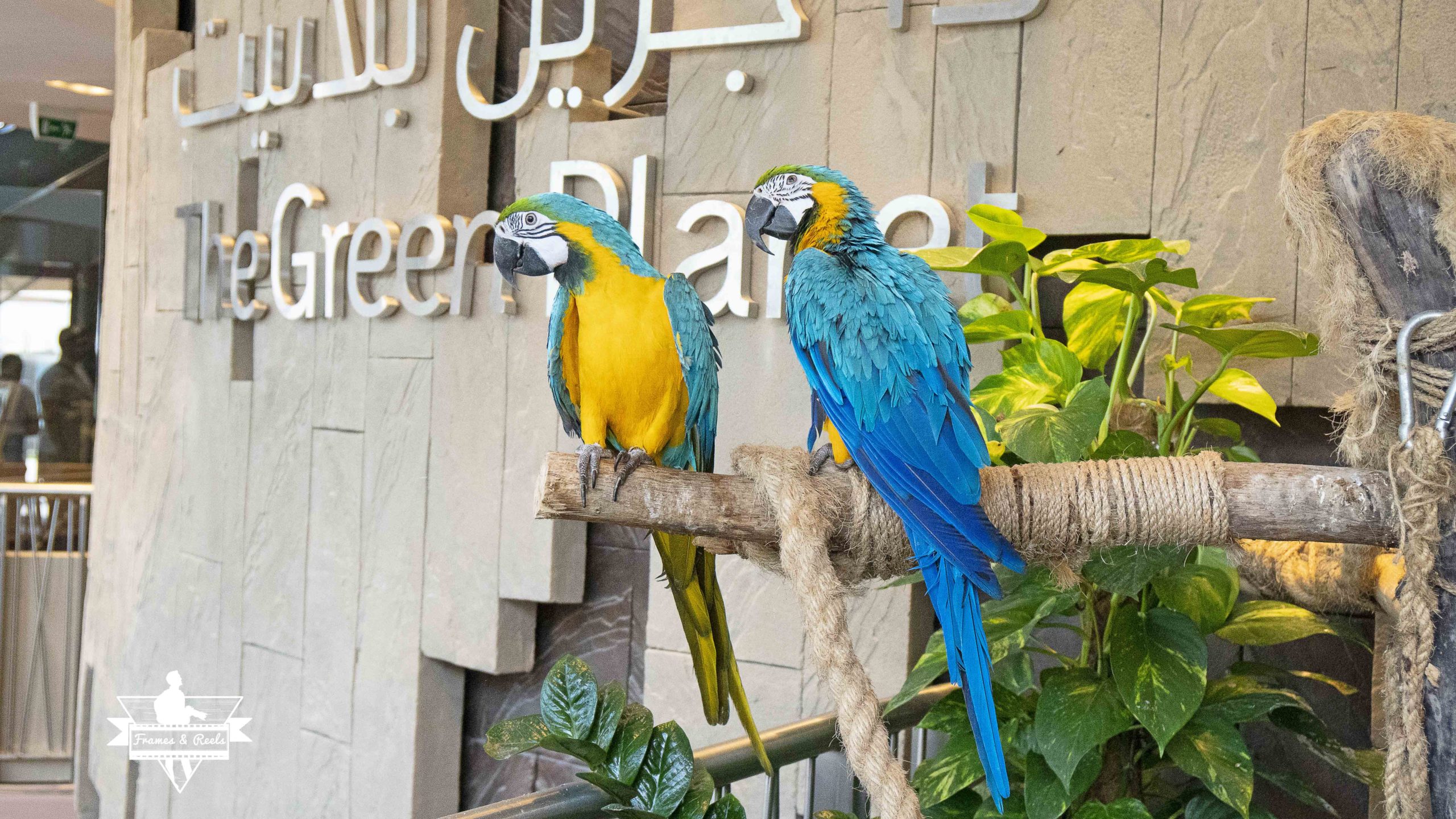 We saw two beautiful parrots at the entrance.